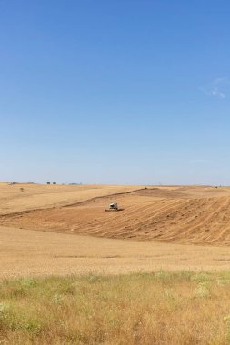 Buğday tarlaları, kış tahılları, yoncalar, çimenler, yeşil otlar, saman hasatçılarını sıcak bir Haziran sabahı güneşli bir arazide kesip biçerek birleştirin. İHA resmi