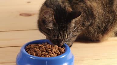 Tekir kedi ahşap zemin üzerinde bir kase gelen kedi yemek yeme