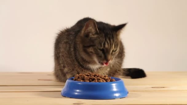 Tabby Cat Eating Cat Food Bowl Wooden Floor — Stock Video