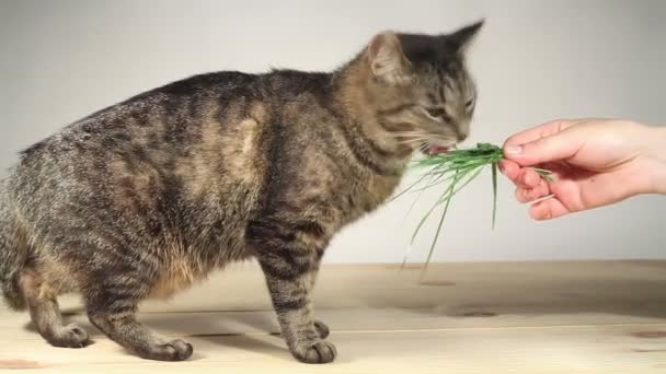 Ein Mann Ist Eine Katze Gras Füttern Pflege Für Ein Haustier