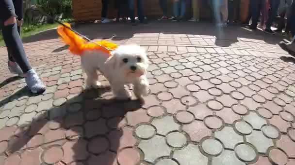 Funny Dog Painted Orange Hair Walk — Stock Video