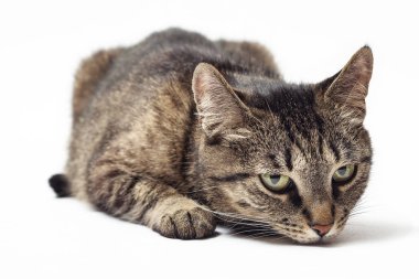 Kedi beyaz bir arka plan üzerinde burnunu çekmek
