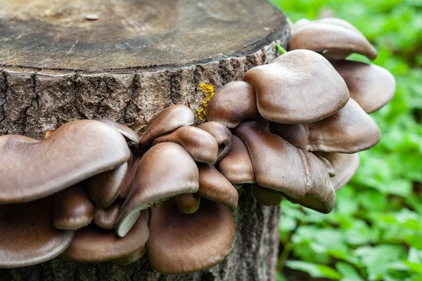 生长在树桩上的牡蛎蘑菇 — 图库照片