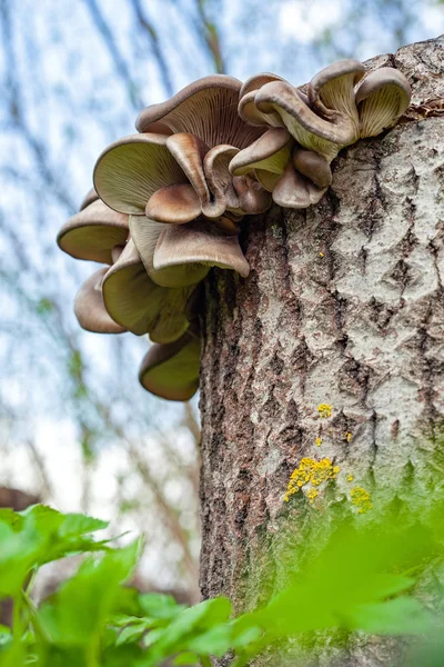 生长在树桩上的牡蛎蘑菇 — 图库照片