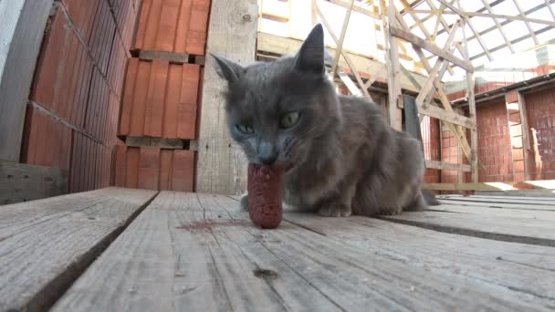 Gato Sem Abrigo Comer Comida Gato Estranho Comendo Pedaço Salsicha — Vídeo de Stock