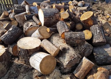 Çam odunu yığını. Ahşap kütükler kesilmiş.