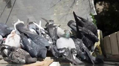 Güvercinleri beslemek. Güvercin sürüsü pencerenin çıkıntısı üzerinde darı yer, jostle ve yiyecek için mücadele.