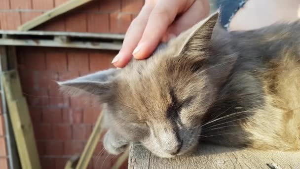 Female Hand Patting His Pet Cat — Stock Video