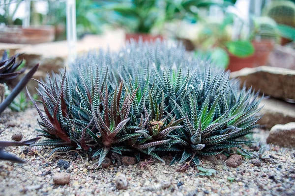 Succulento Pianta Zebra Haworthia Fasciata — Foto Stock