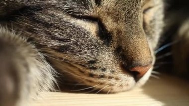Tekir kedi sıcak yaz gününde uyur.