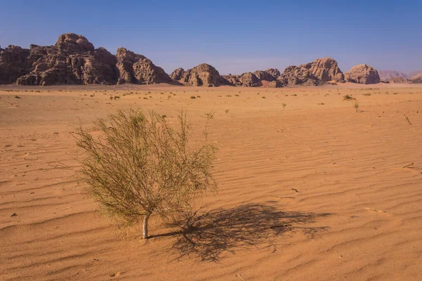 Çölün ortasındaki bir ağacın yatay görüntüsü ve arka plandaki kurak dağlar.