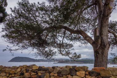 Bulutlu bir günde, denizin dibindeki taş duvardaki ağaç.