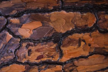 Farklı renkte kahverengi ağaç kabuğu ve farklı desenler.