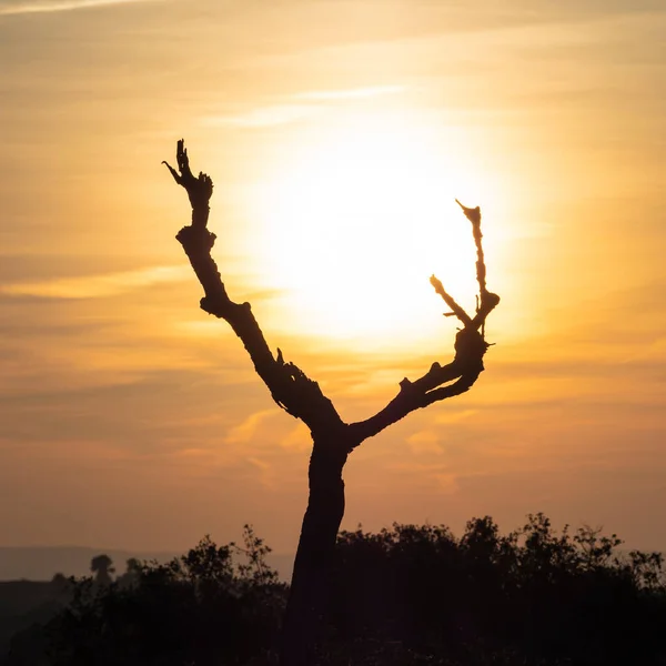 Güneşin ışığına karşı üç dalı olan ağaç