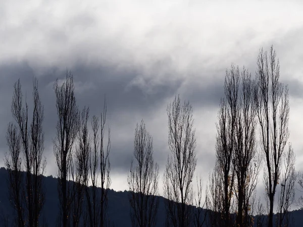 Neredeyse hiç yaprağı olmayan kara bulutlar.