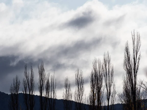 Neredeyse hiç yaprağı olmayan kara bulutlar.