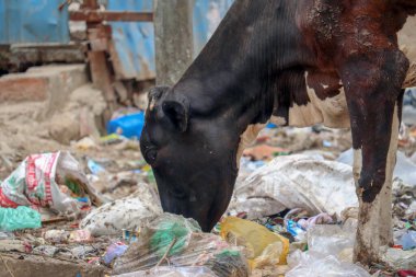 İnekler çöplükte yemek yerler.