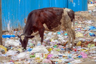 Çöp tenekesinden çöp torbası yiyen inek.