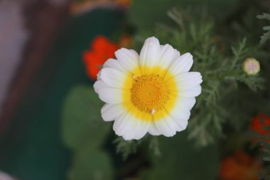 Güzel, sarı ve beyaz Marguerite 'in bulanık fotoğrafı, Daisy çiçeği.