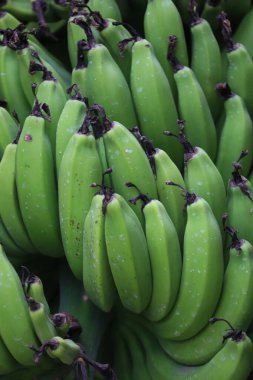 Muz buch grubunu kapat