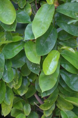 Akşam vakti kiraz ağacı yapraklarını kapat.