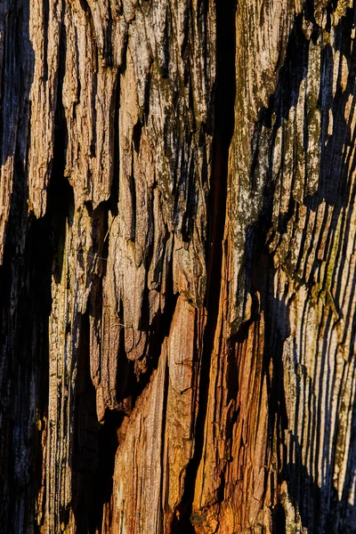 森林里的老旧生锈的木头 — 图库照片