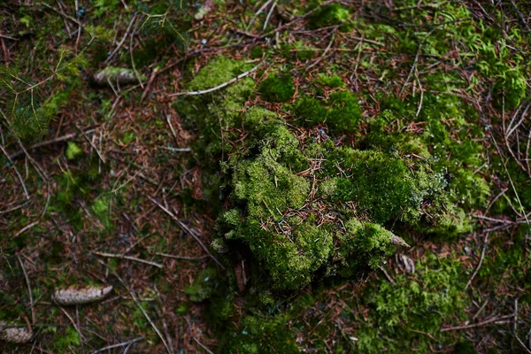 Muschio Verde Terra Una Foresta — Foto Stock