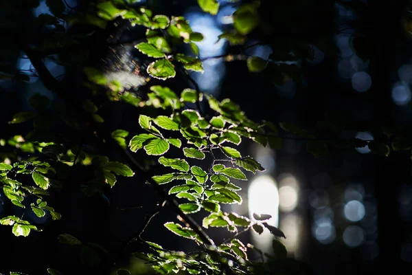 Pyökki Lehdet Metsässä Iski Auringonvalo — kuvapankkivalokuva