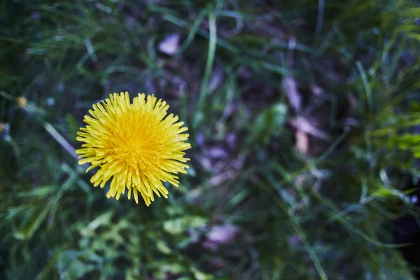 Yellow Dandelion Green Grass — Stock Photo, Image