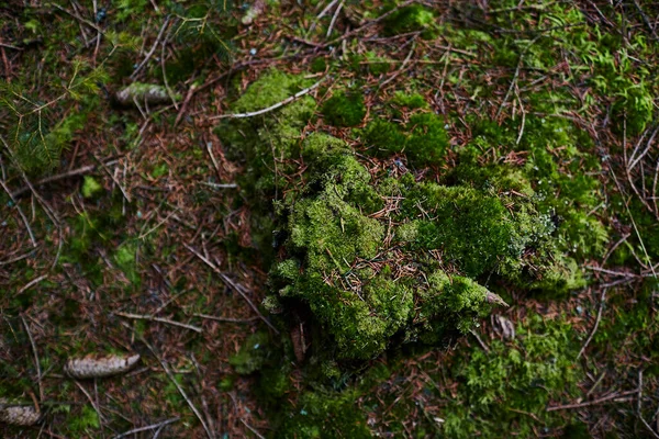 Musgo Verde Chão Uma Floresta — Fotografia de Stock
