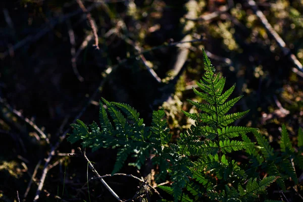 Ormandaki Yaprakların Yakınına — Stok fotoğraf