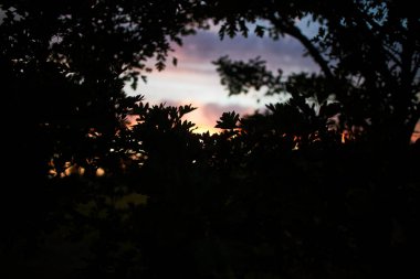 Gün batımında ormanın silueti