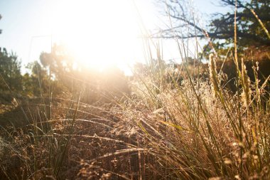 Etrafında örümcek ağı olan bir dal.