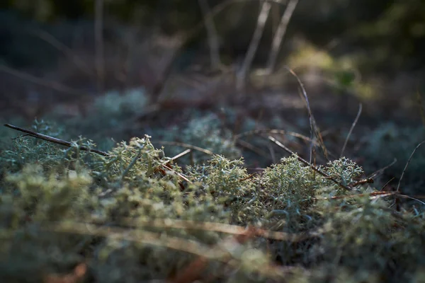 Green moss laying on the ground in the forest