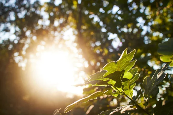 Luz Sol Atingindo Uma Folha Uma Floresta Dinamarca — Fotografia de Stock