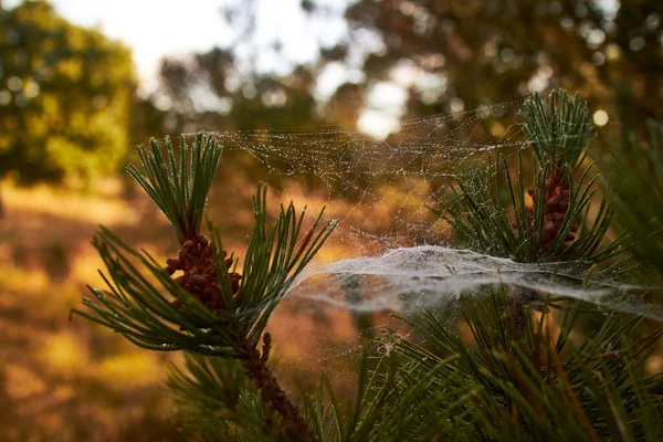 Una Rama Pino Con Una Tela Araña Alrededor —  Fotos de Stock