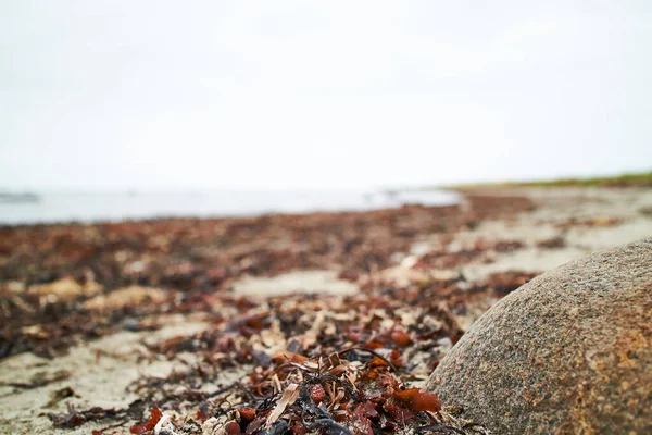 Närbild Röda Alger Som Ligger Sanden Stranden — Stockfoto