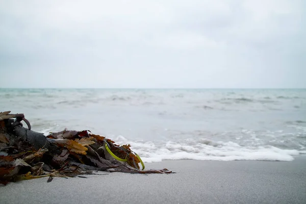 Close Van Een Stapel Zeewier Het Strand — Stockfoto