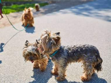 Bir çift şirin Yorkshire teriyeri.