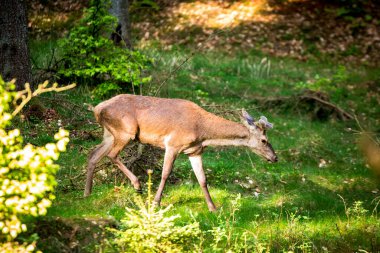 Geyik ormanda yiyecek arıyor.