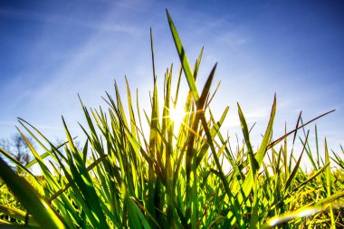 Güneşli bir günde bir tarlada düşük açılı çimen.