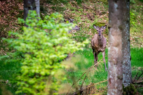 在森林里的一只鹿在镜头前拍戏 — 图库照片