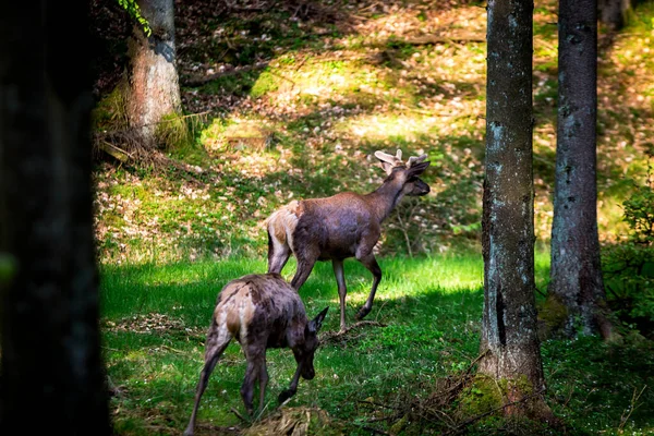 Deux Cerfs Dans Forêt Par Une Journée Ensoleillée — Photo