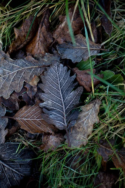 Feuilles Brunes Givrées Dans Herbe — Photo