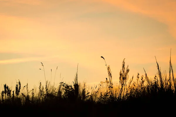 Pôr Sol Laranja Amarelo Sobre Campo Trigo — Fotografia de Stock