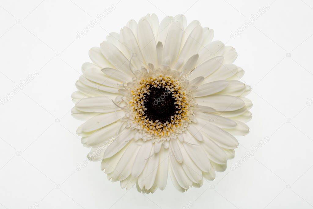 A white flower on white background