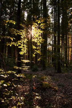 Ormanda sonbahar, uzun ağaç ve güneş ışığıyla