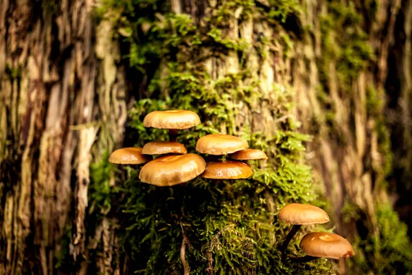 Las Setas Sobre Tronco Del Árbol — Foto de Stock