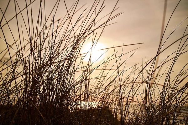 Pôr Sol Quente Pela Água Com Arbustos Grama — Fotografia de Stock