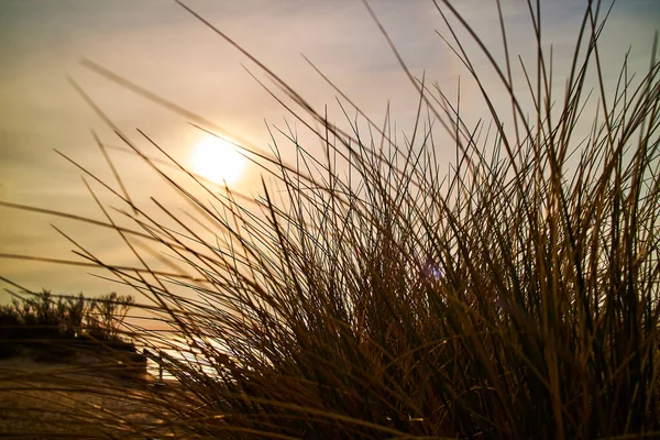 Теплий Захід Сонця Біля Води Кущами Трави — стокове фото